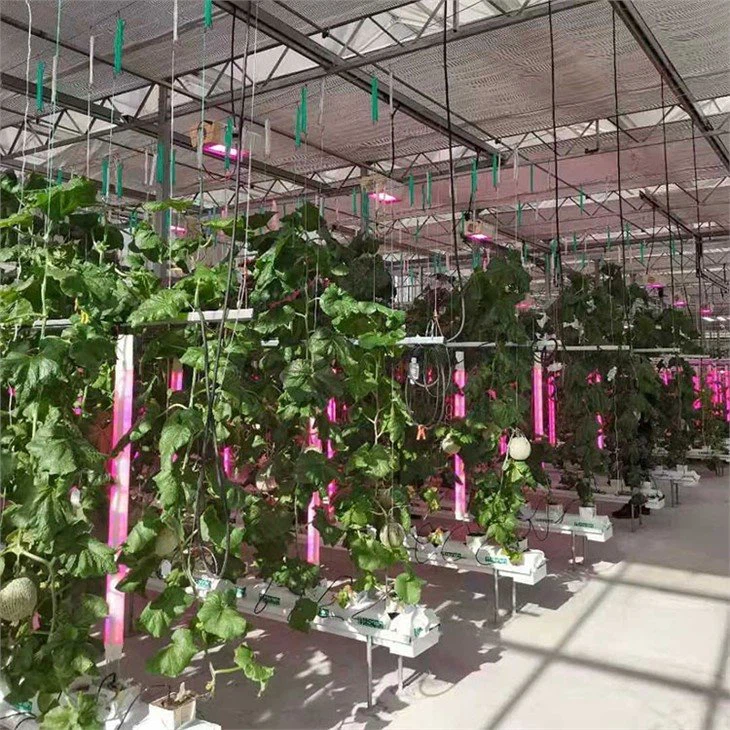 Greenhouse-Green-house-lighting-lamp-JianDa