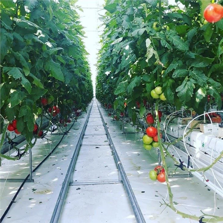 Greenhouse Tomato Hydroponic Plant