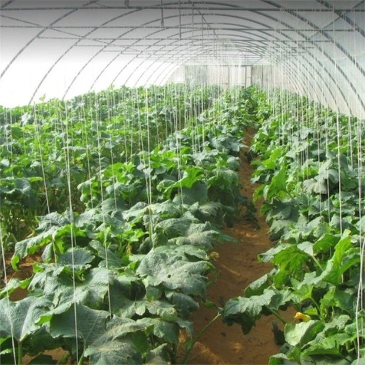 Vegetable farm