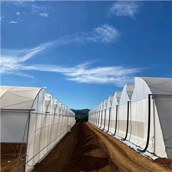 Hidroponikus rendszerek üvegház